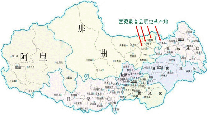 最好的冬蟲夏草,最好的冬蟲夏草的產地,品質最佳冬蟲夏草的產地,品質最好冬蟲夏草的產地,西藏冬蟲夏草的最佳產地