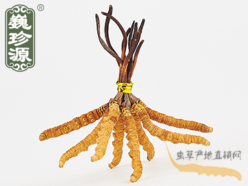 冬蟲夏草 那曲冬蟲夏草2.2條/克 中期草 精選貨