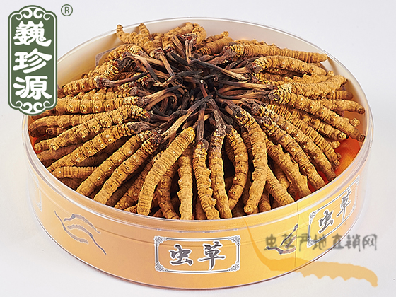 那曲冬蟲夏草3條/克 頭期草 精選貨