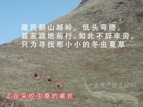 那曲新鮮冬蟲夏草 真空封裝 0.8克/根
