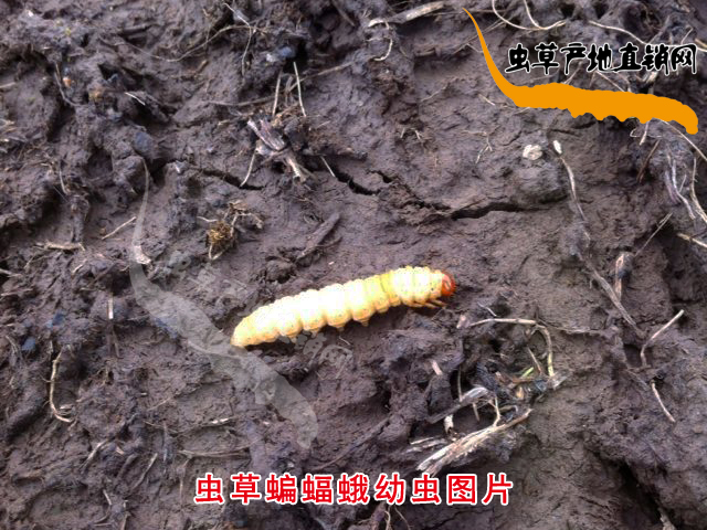 蟲草蝙蝠蛾圖片,蟲草蝙蝠蛾幼蟲圖片,蟲草蝙蝠蛾幼蟲