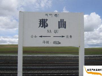 冬蟲夏草產(chǎn)地,蟲草的產(chǎn)地西藏那曲海拔高度4513米