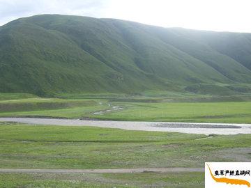那曲蟲草產(chǎn)地自然風(fēng)光,冬蟲夏草產(chǎn)地