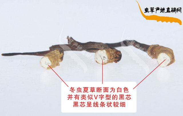 最簡(jiǎn)單冬蟲夏草真假鑒別方法,最簡(jiǎn)便的真假冬蟲夏草辨別方法,最簡(jiǎn)單的真假冬蟲夏草分辨方法